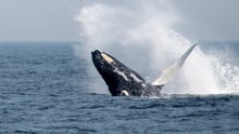 A humpback whale breaching off the coast of Massachusetts, US
