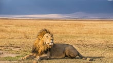 Wild lion in Tanzania