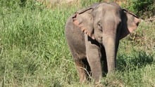 A wild Asian elephant in the grass - World Animal Protection - Wildlife. Not entertainers
