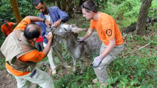 Our vet Sergio Vasquez administers deworming drugs to three year old donkey 'Russi'.