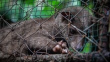 Caged civet in Bali