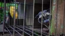 Leading retailers pull civet coffee from shelves
