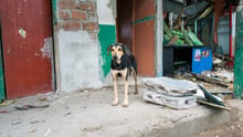 Dog surrounded by debris outside his home in Ecuador