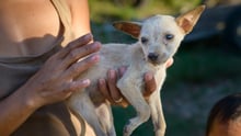 Dog in the Philippines - Animals in disasters - World Animal Protection