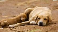 Dogs lying down together in Sierra Leone - Better lives for dogs - World Animal Protection