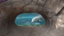 An undisclosed dolphin venue in Florida. A dolphin is looking through the class in the underwater observation area.