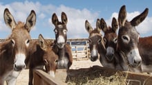 donkeys_in_turks_and_caicos