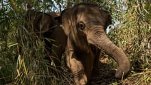 Elephant at Happy Elephant Care Valley in Thailand - Wildlife. Not entertainers - World Animal Protection