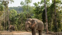 Elephant_at_Happy_Elephant_Care_Valley