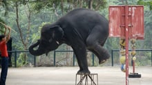 Elephants performing at a tourist attraction in Southeast Asia