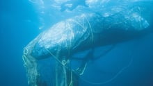 A whale entangled in ghost fishing gear off the coast of California - Sea Change - World Animal Protection