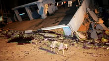 Dog walking past rubble in Ecuador