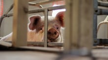 Mother pig suffering on factory farm in cage - Animals in farming - World Animal Protectio