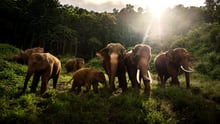 elephants in the wild