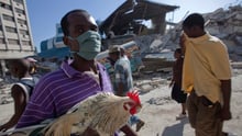 Recalling Haiti: our animal welfare response