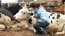 World Animal Protection scientist Helen Proctor with dairy cow