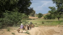 A herd of goats pass a temporary camp for the displaced flood victims from nearby villages, in Yenangyaung, Myanmar.