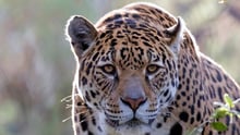 A jaguar in the nature