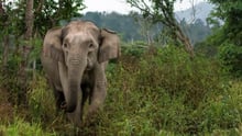 An elephant in the wild