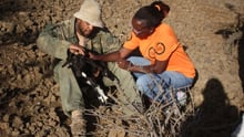 Judy Kimaru helping a goat in Cape Verde - disaster management - World Animal Protection