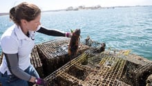 Elizabeth Hogan of World Animal Protection removes lobster from derelict trap to return to the water.