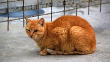 A stray cat at Maracanã Stadium, Rio