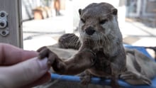 Otters in Asia 