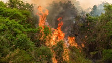Fire returns in the Pantanal area where it had already been controlled. The region's extreme drought and strong winds make it difficult for the brigades to control it.