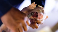 AGRICULTURE MINISTERS CALL TO STRENGTHEN FARM ANIMAL WELFARE LAWS IN EUROPE 