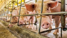 Pigs in a group pen
