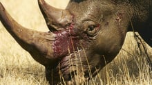Rhinos are killed for their horns