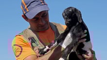 World Animal Protection's Dr Vasquez holds \"Sergina\" a newborn goat.