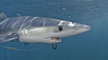 UN makes historic commitment to fight Ghost Gear - shark tangled in ghost gear - World Animal Protection - Sea Change