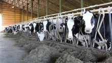 Dairy cows housed in tie stalls on a farm in Canada.