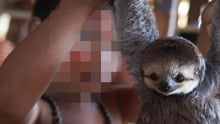 sloth_being_held_by_tourist