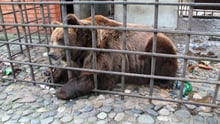 A bear in horrific conditions Sochi, Russia