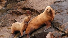 Sea lions entangled in ghost gear in the US - World Animal Protection - Sea Change