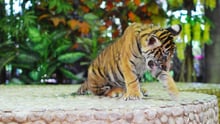 World Expeditions leads travel industry trends by adding animal protection to their itinerary