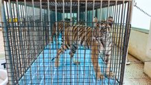 A tiger in a cage being used as a photo prop at a tourist venue - Wildlife. Not entertainers - World Animal Protection