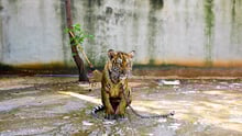 A chained tiger sits on a concrete floor
