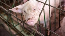 pig in cage