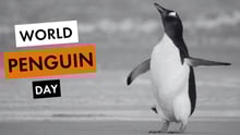 A black and white image of a penguin in the wild. text reads: World Penguin Day, in bold typography.