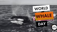 World Whale Day