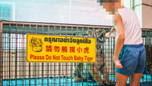 a caged baby tiger is given a drink through its cage door.  A sign reads 'do not touch the baby tiger'