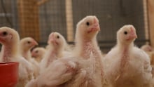 Fast growing Hubbard Flex chickens. World Animal Protection.