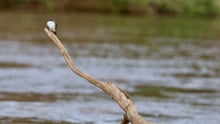 Aquidauana is an area of Mato Grosso do Sul province and the home of the Pantanal. It's the world's largest wetlands and vital habitat for many species - many of which are under threat. A small bird perches on a tree branch submerged in the Aquidauana river.
