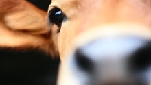 Close-up of a cow’s eye and face, highlighting the animal’s sentience.