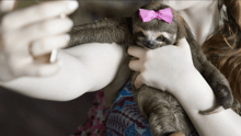 Sloth with Hair Bow for Selfie Code Campaign