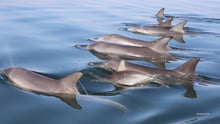 Pod of wild dolphins swimming in Mandurah, Western Australia. Image credit: Mandurah Cruises