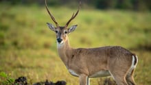White-tailed deer standing alert in a grassy habitat, looking toward the camera.